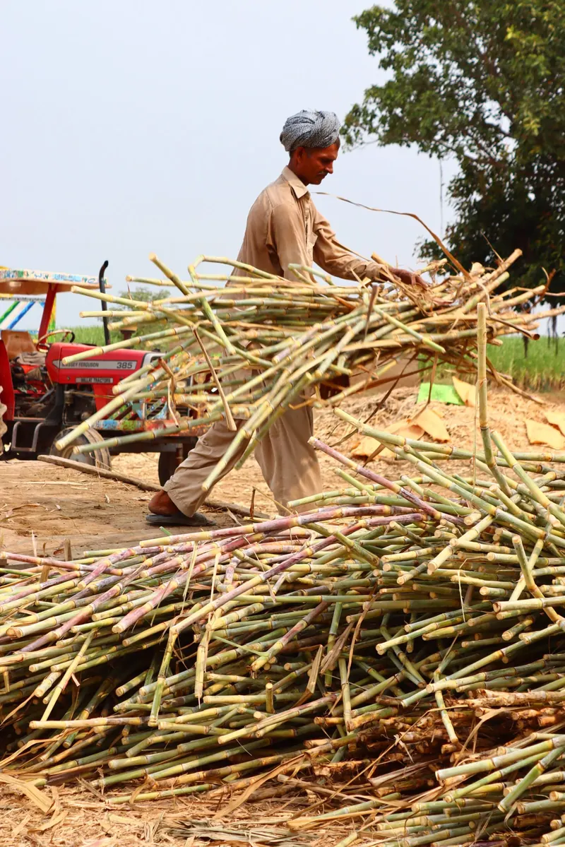 Indian farmer harvesting sugarcane — Biotag farm sourcing